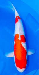 [koi-dainichi-p2-17] 23” Japanese Imported Kohaku - Dainichi - P2-17
