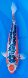 [koi-marusei-p2-19] 17” Japanese Imported Maruten Shusui - Marusei - P2-19
