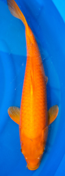 [koi-marusei-p2-20] 24” Japanese Imported Red Karashigoi - Marusei - P2-20