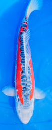 [koi-marusei-p2-21] 25” Japanese Imported Shusui - Marusei - P2-21