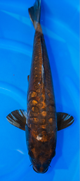 [koi-marusei-p2-22] 23” Japanese Imported Doitsu Kin Kabuto - Marusei - P2-22