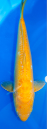 [koi-marusei-p2-23] 21” Japanese Imported Doitsu Karashigoi - Marusei - P2-23