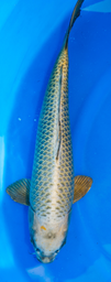 [koi-marusei-p2-24] 22” Japanese Imported Kin Kabuto - Marusei - P2-24