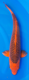 [koi-marusei-p2-25] 23” Japanese Imported Aka Matsuba - Marusei - P2-25