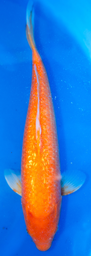[koi-marusei-p2-26] 21” Japanese Imported Red Karashigoi - Marusei - P2-26