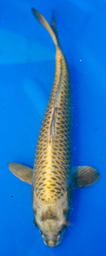 [koi-marusei-p2-27] 20” Japanese Imported Kin Kabuto - Marusei - P2-27
