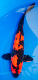 [koi-marusei-p2-28] 23” Japanese Imported Hi Utsuri - Marusei - P2-28
