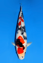 [koi-dainichi-icf23-1] 58cm Japanese Imported Showa - Dainichi - ICF2/3-1