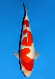 [koi-dainichi-icf23-2] 58cm Japanese Imported Kohaku - Dainichi - ICF2/3-2