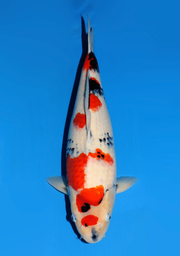 [koi-dainichi-icf23-3] 58cm Japanese Imported Showa - Dainichi - ICF2/3-3