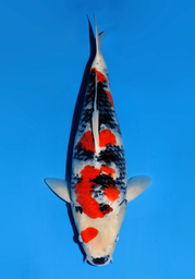 [koi-dainichi-icf23-5] 59cm Japanese Imported Showa - Dainichi - ICF2/3-5