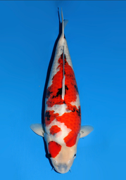 [koi-dainichi-icf23-7] 65cm Japanese Imported Showa - Dainichi - ICF2/3-7