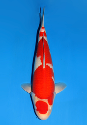[koi-dainichi-icf23-8] 61cm Japanese Imported Kohaku - Dainichi - ICF2/3-8