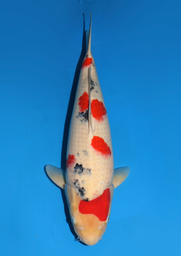 [koi-dainichi-icf23-12] 63cm Japanese Imported Sanke - Dainichi - ICF2/3-12