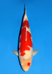 [koi-dainichi-icf23-13] 59cm Japanese Imported Kohaku - Dainichi - ICF2/3-13