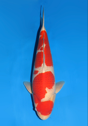 [koi-dainichi-icf23-14] 59cm Japanese Imported Kohaku - Dainichi - ICF2/3-14
