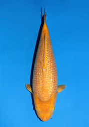 [koi-dainichi-icf23-15] 55cm Japanese Imported Yellow Monkey - Dainichi - ICF2/3-15