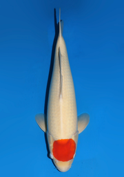 [koi-dainichi-icf23-16] 63cm Japanese Imported Tancho Kohaku - Dainichi - ICF2/3-16