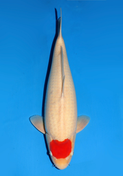 [koi-dainichi-icf23-17] 58cm Japanese Imported Tancho Kohaku - Dainichi - ICF2/3-17