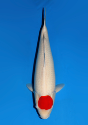 [koi-dainichi-icf23-19] 58cm Japanese Imported Tancho Kohaku - Dainichi - ICF2/3-19