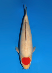 [koi-dainichi-icf23-20] 61cm Japanese Imported Tancho Kohaku - Dainichi - ICF2/3-20