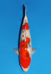 [koi-dainichi-icf23-21] 55cm Japanese Imported Sanke - Dainichi - ICF2/3-21