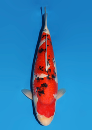 [koi-dainichi-icf23-22] 52cm Japanese Imported Sanke - Dainichi - ICF2/3-22