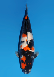 [koi-dainichi-icf23-23] 59cm Japanese Imported Showa - Dainichi - ICF2/3-23