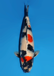 [koi-dainichi-icf23-24] 53cm Japanese Imported Showa - Dainichi - ICF2/3-24