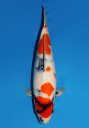 [koi-dainichi-icf23-26] 54cm Japanese Imported Showa - Dainichi - ICF2/3-26