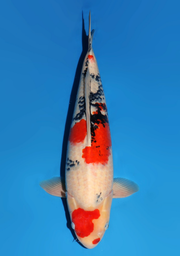 [koi-dainichi-icf23-31] 59cm Japanese Imported Showa - Dainichi - ICF2/3-31