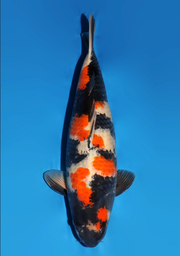 [koi-dainichi-icf23-32] 59cm Japanese Imported Showa - Dainichi - ICF2/3-32