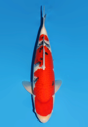 [koi-dainichi-icf23-35] 55cm Japanese Imported Sanke - Dainichi - ICF2/3-35