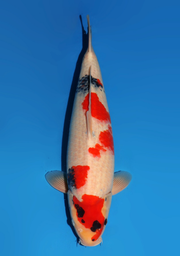 [koi-dainichi-icf23-36] 56cm Japanese Imported Showa - Dainichi - ICF2/3-36