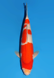 [koi-dainichi-icf23-40] 51cm Japanese Imported Kohaku - Dainichi - ICF2/3-40