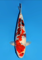 [koi-dainichi-icf23-41] 54cm Japanese Imported Showa - Dainichi - ICF2/3-41
