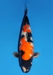 [koi-dainichi-icf23-43] 60cm Japanese Imported Showa - Dainichi - ICF2/3-43