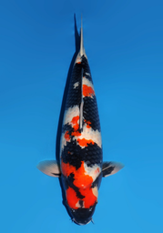 [koi-dainichi-icf23-45] 64cm Japanese Imported Showa - Dainichi - ICF2/3-45