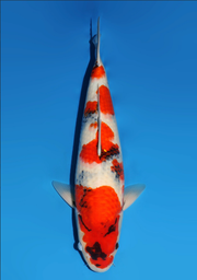 [koi-dainichi-icf23-47] 57cm Japanese Imported Showa - Dainichi - ICF2/3-47