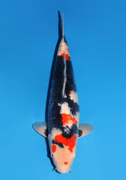 [koi-dainichi-icf23-48] 61cm Japanese Imported Showa - Dainichi - ICF2/3-48
