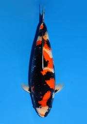 [koi-dainichi-icf23-49] 60cm Japanese Imported Showa - Dainichi - ICF2/3-49