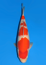 [koi-dainichi-icf23-50] 49cm Japanese Imported Kohaku - Dainichi - ICF2/3-50