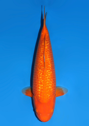 [koi-dainichi-icf23-51] 55cm Japanese Imported Ginrin Benigoi - Dainichi - ICF2/3-51