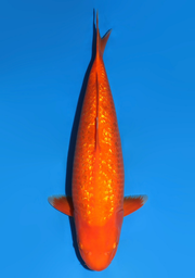 [koi-dainichi-icf23-52] 56cm Japanese Imported Ginrin Benigoi - Dainichi - ICF2/3-52