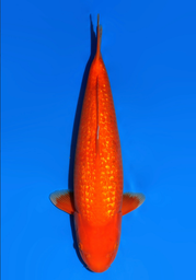 [koi-dainichi-icf23-54] 56cm Japanese Imported Ginrin Benigoi - Dainichi - ICF2/3-54