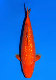 [koi-dainichi-icf23-55] 54cm Japanese Imported Ginrin Benigoi - Dainichi - ICF2/3-55