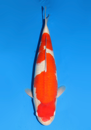 [koi-dainichi-icf2/3-58] 62cm Japanese Imported Kohaku - Dainichi - ICF2/3 - 58
