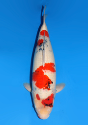 [koi-dainichi-icf2/3-59] 62cm Japanese Imported Showa - Dainichi - ICF2/3-59