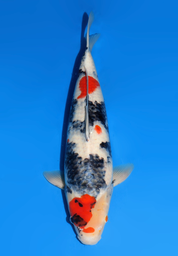 [Koi-Dainichi-ICF2/3- 60] 56cm Japanese Imported Showa - Dainichi - ICF2/3- 60