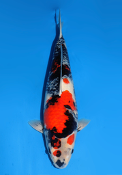 [koi-dainichi-icf2/3-61] 56cm Japanese Imported Showa - Dainichi- ICF2/3- 61